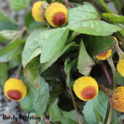 How to Grow & Use Spilanthes (Toothache Plant)