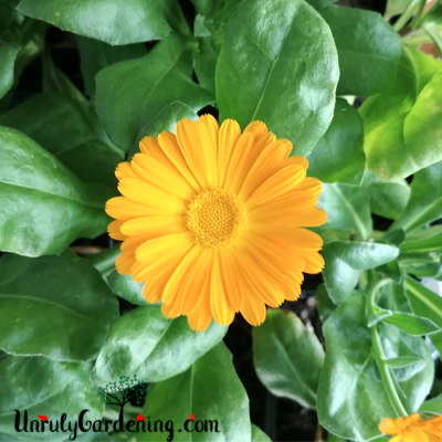 Resina calendula flower, up close, focused on the open face of the flower.