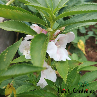 A balsam plant, most of the picture being leafy green, with four visible pale pink flowers and a handful of buds.