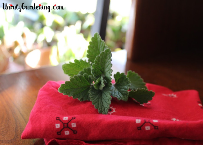 A sprig of catnip sitting atop a folded red bandanna.