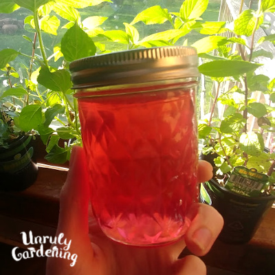 A jar of bright pink jelly, being held up to a sunny window lined with plants.