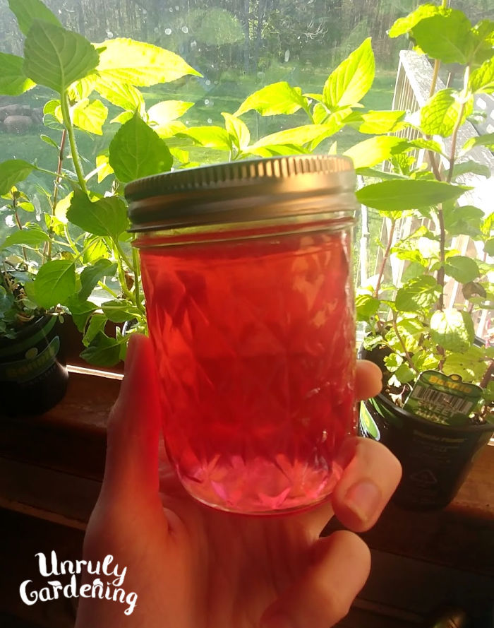 A finished jar of jelly, held before a window lined with plants!