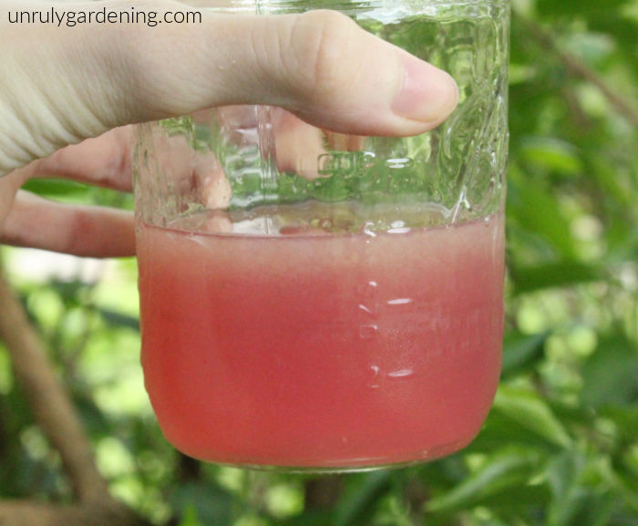 Image is of a glass jar half-full of bright pink liquid. A hand is holding the jar near the top. In the background, blurry green leaves can be seen.
