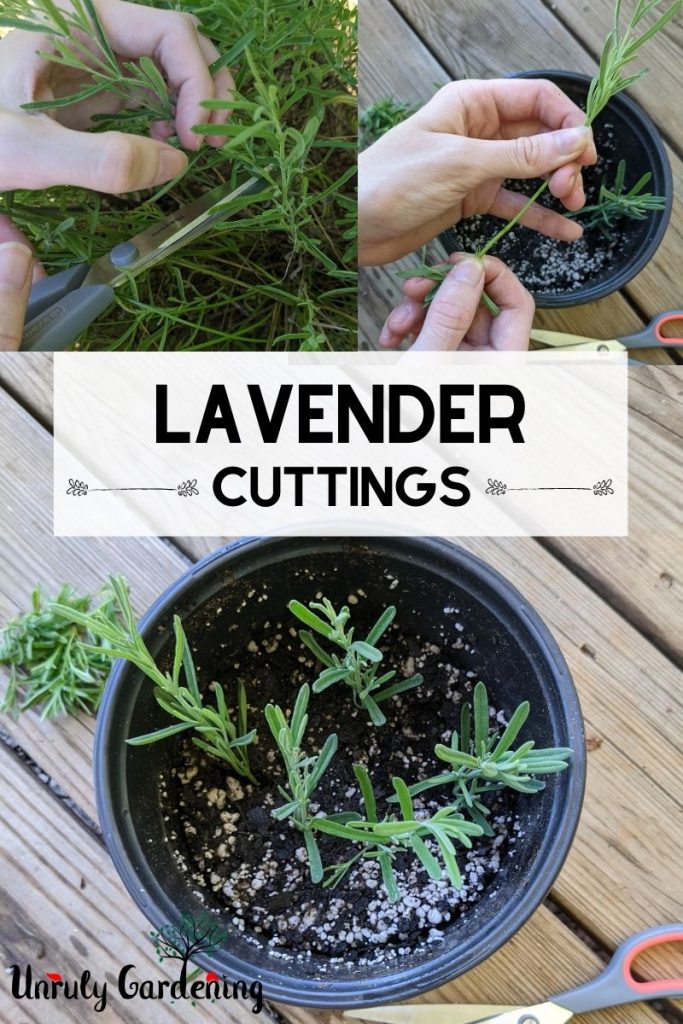 steps for gathering and planting lavender cuttings