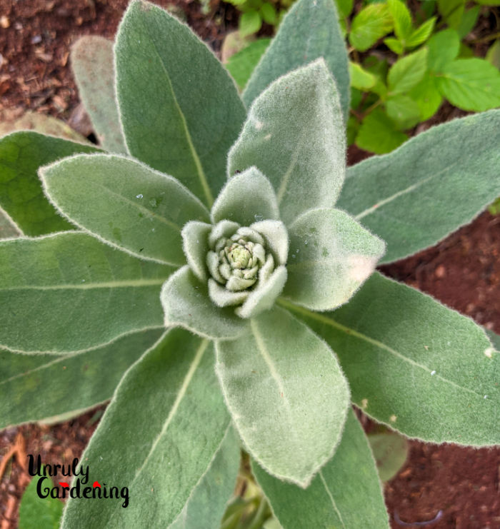 young mullein plant forms a rosette of leaves