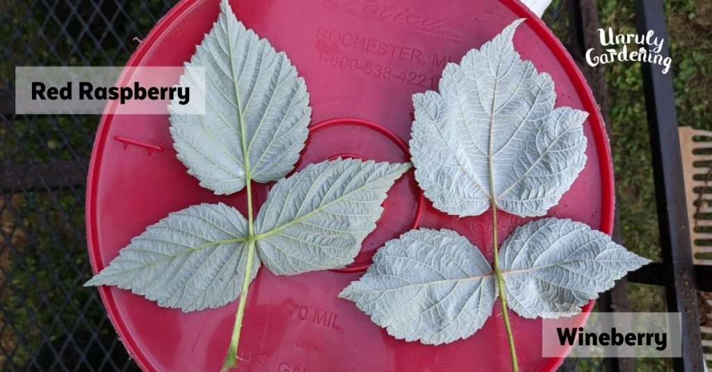 side by side comparison of raspberry leaves and wineberry leaves - back view