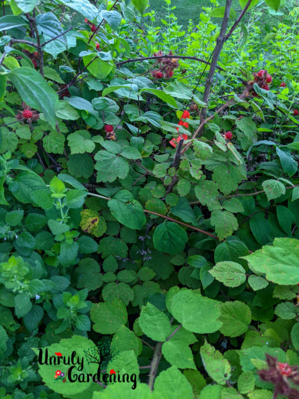 thicket of wineberries