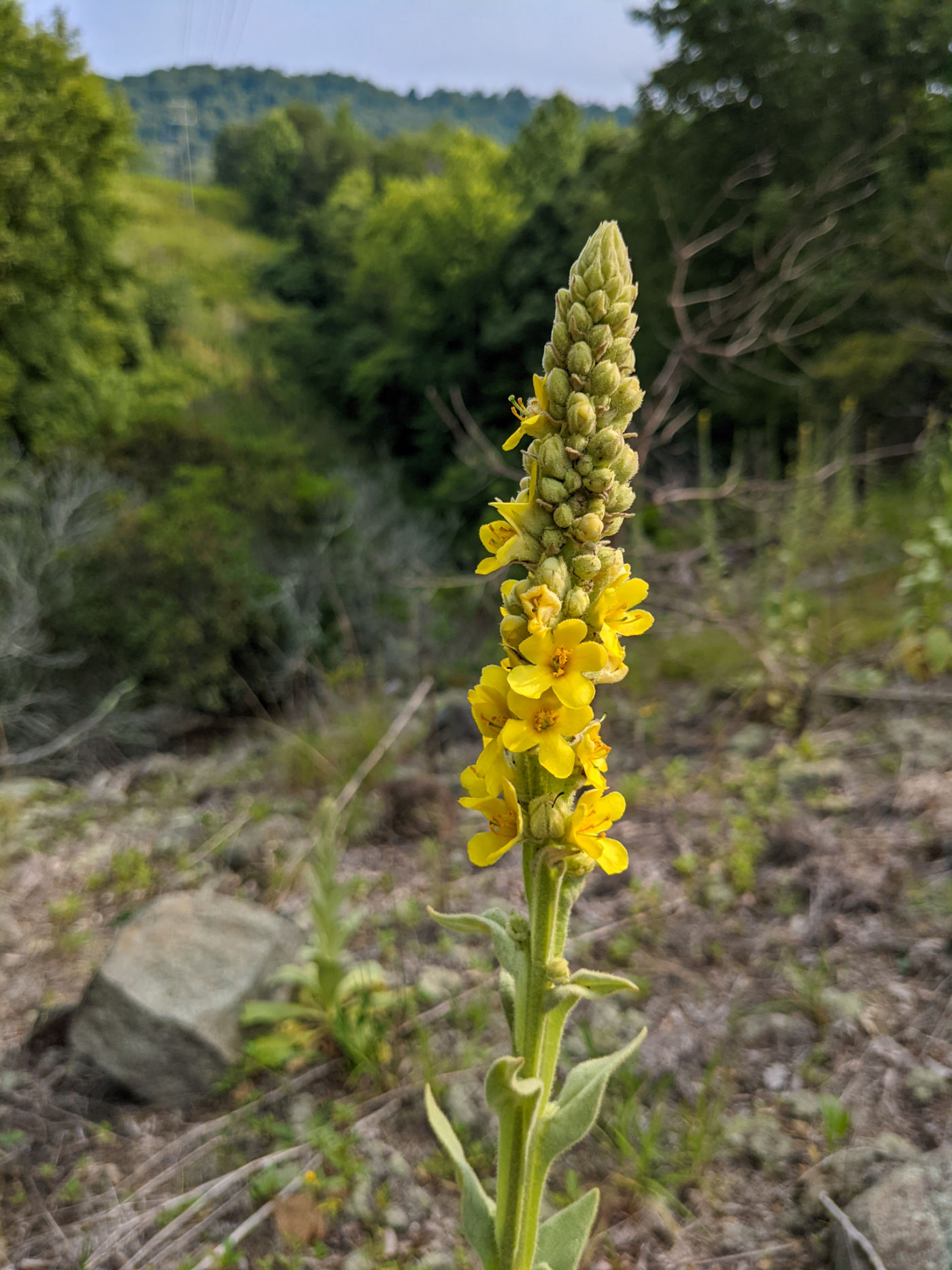 growing & foraging for mullein (plus harvesting & preserving tips