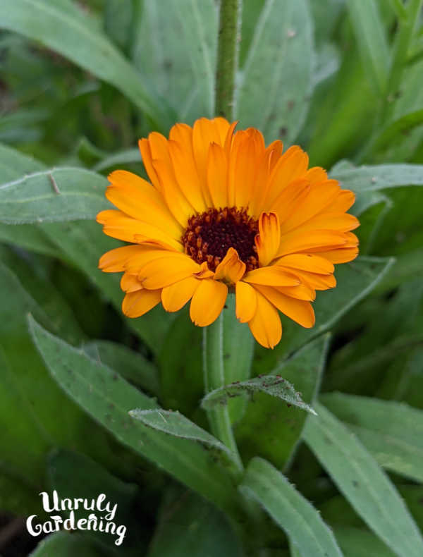 calendula officinalis flower