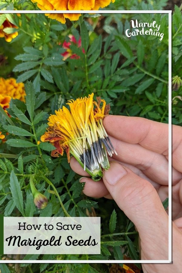 opened marigold flower, showing seeds inside