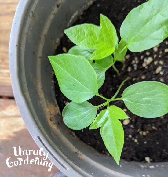 Young passionflower seedlings can have different leaf forms than the mature plant