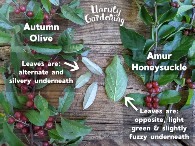 autumn olive leaves compared to amur honeysuckle leaves