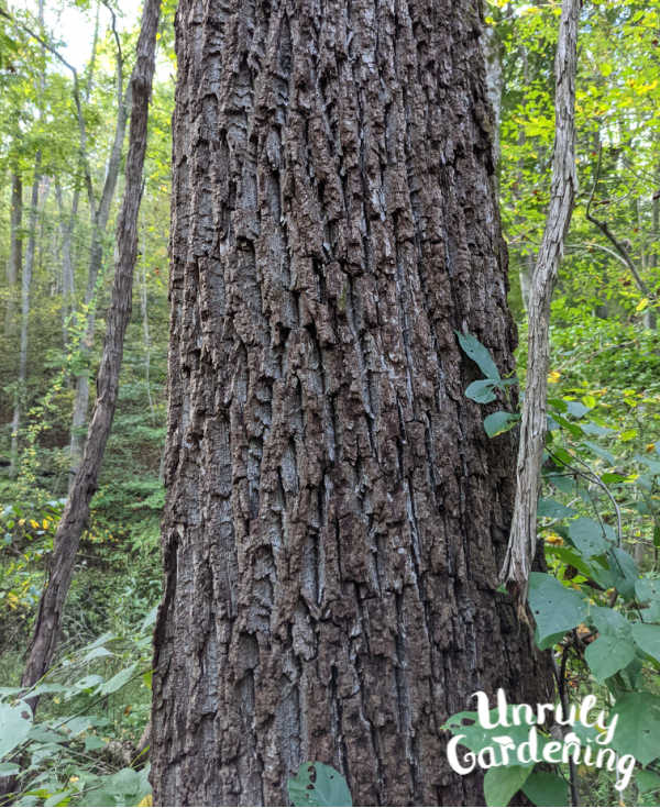 closeup photo of black walnut bark
