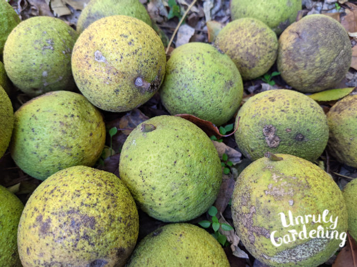 black walnuts with green hulls on the ground