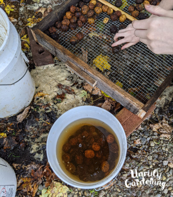 float testing black walnuts in a bucket of water