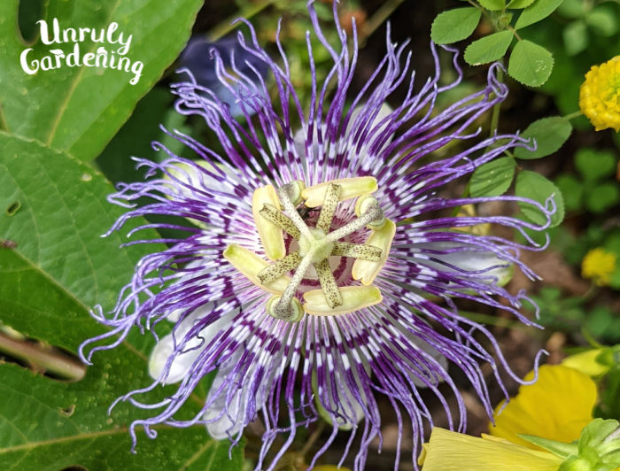 closeup of maypop flower