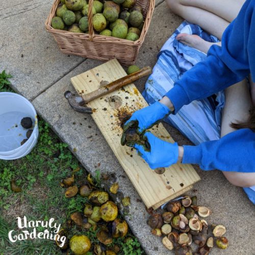 Harvesting & Drying Black Walnuts (+hull & leaf uses!) - Unruly Gardening