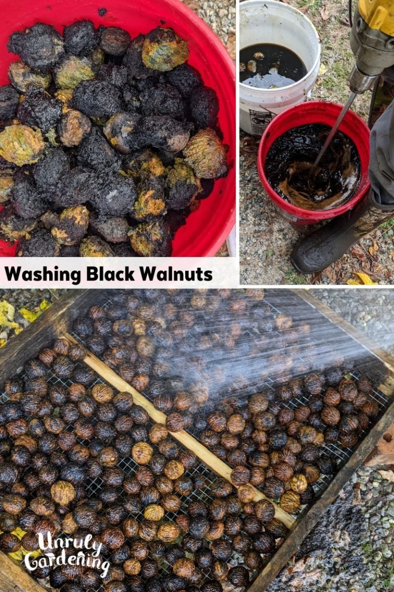 Harvesting & Drying Black Walnuts (+hull & leaf uses!) - Unruly Gardening