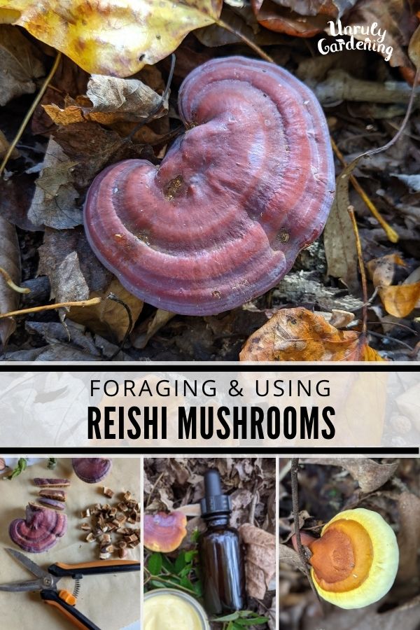 Foraging and Using Reishi Mushrooms