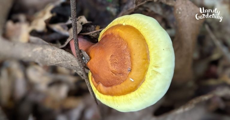 a young reishi mushroom