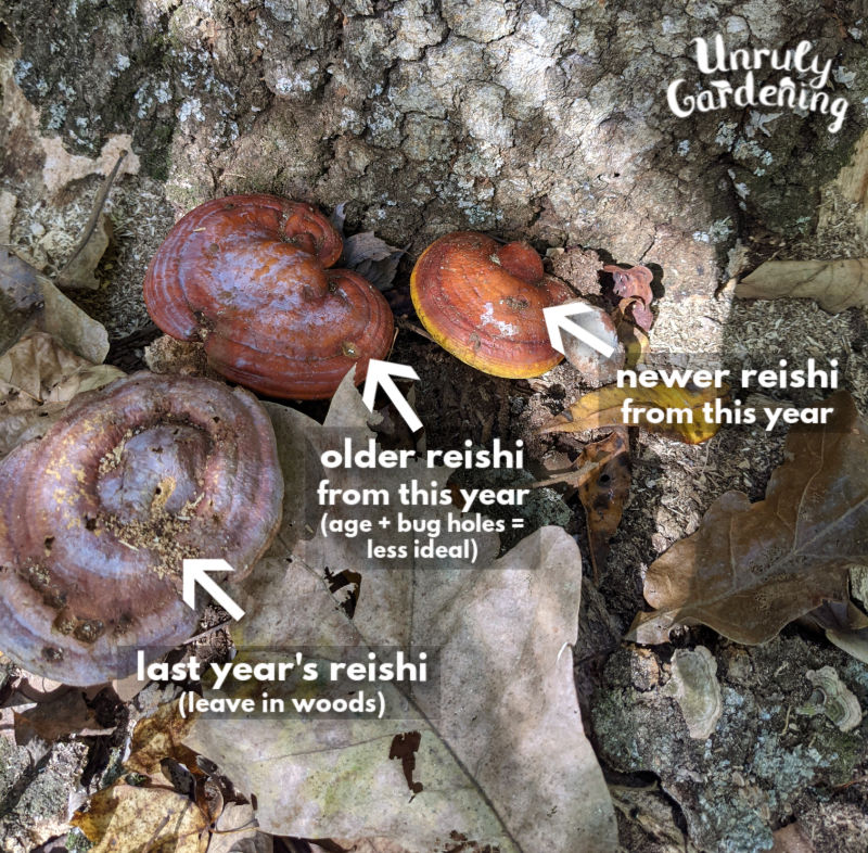 3 stages of reishi mushrooms on a tree stump