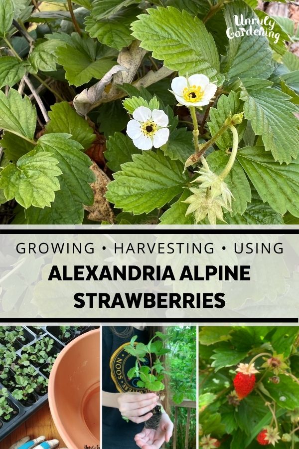 alpine strawberries in various stages of growth