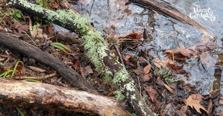 fallen branch covered with usnea and other lichen beside a forest stream