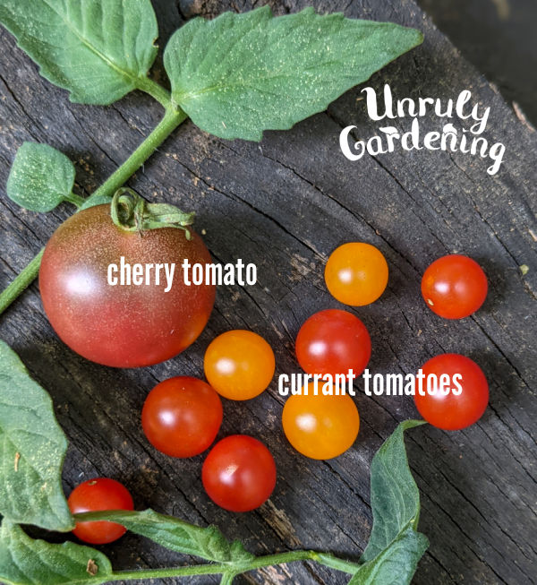 a cherry tomato beside currant tomatoes to show how small they are