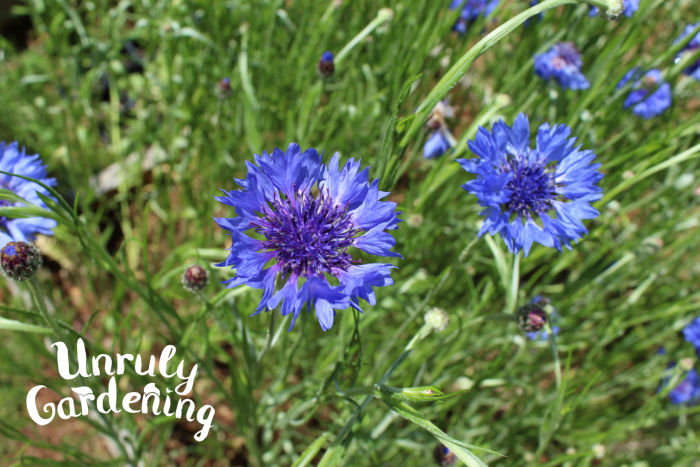 Cornflower/Bachelor's Button