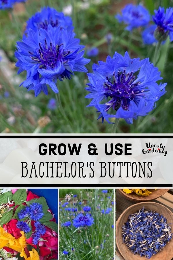 bachelor button flowers in garden and as dried petals