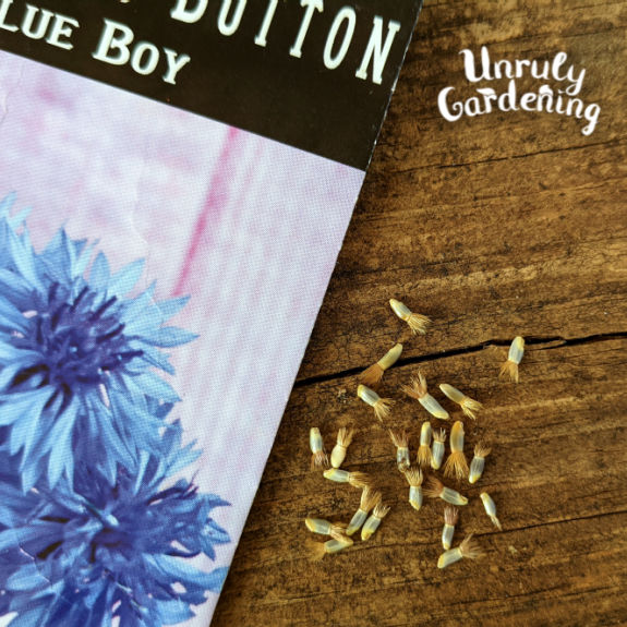 cornflower seeds and packet