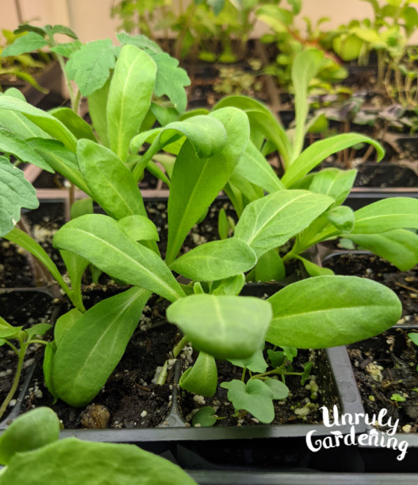 a young calendula plant that's ready to transplant