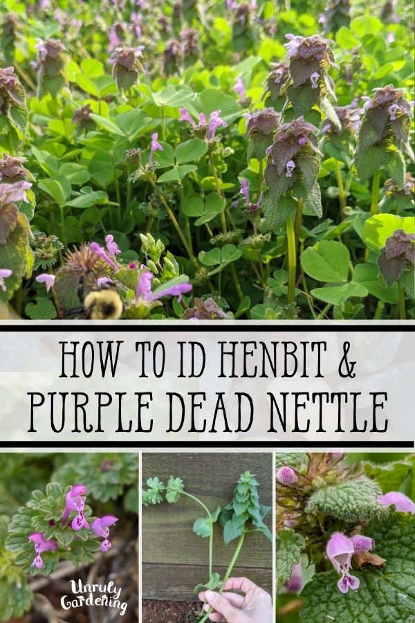 photos of henbit and purple dead nettle to help with identification