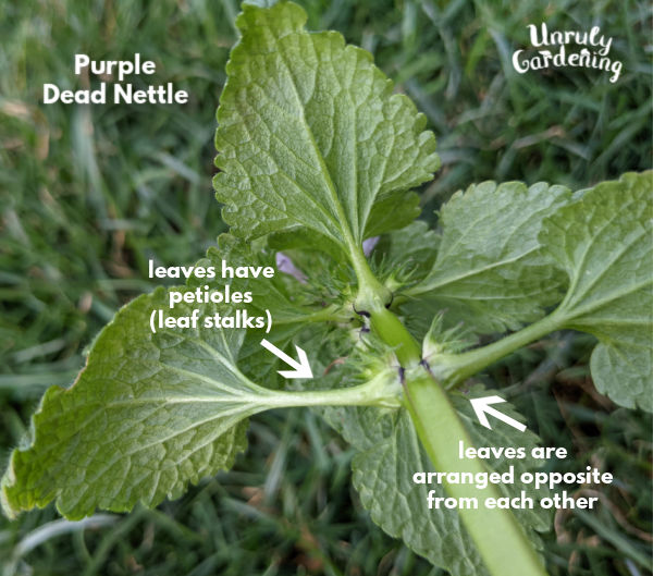 closeup of how purple dead nettle leaves are arranged along the stem in opposite pairs