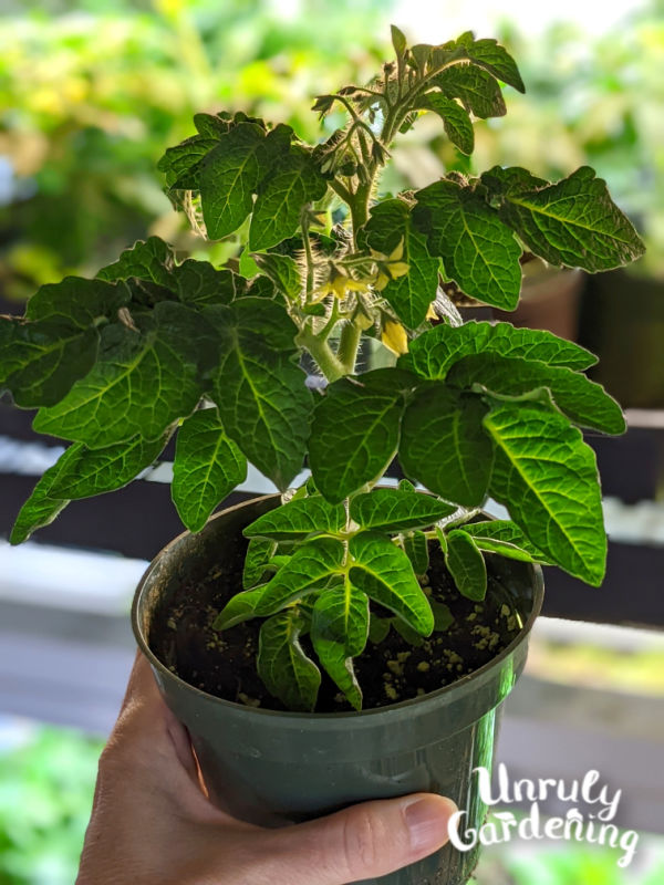 How to Grow Tomatoes from Seed - Unruly Gardening