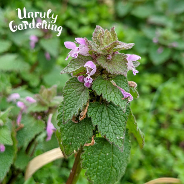 EdenWilds Purple Dead-Nettle Seeds (Lamium Purpureum) - Organic Archangel, Henbit - Cold Hardy, Perennial Herb