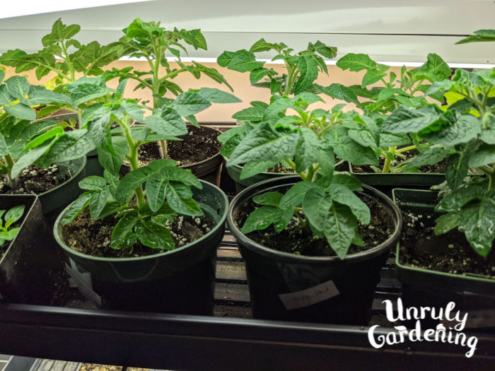 tomato plants under a grow light