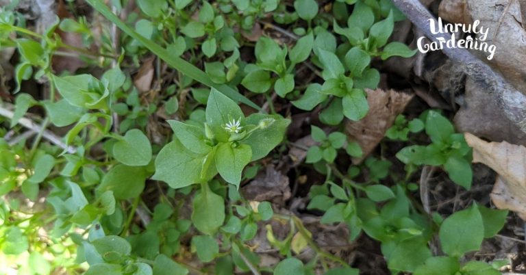 Foraging & Using Chickweed