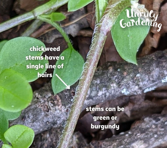 chickweed stems can be green or burgundy and have a single line of hairs on one side