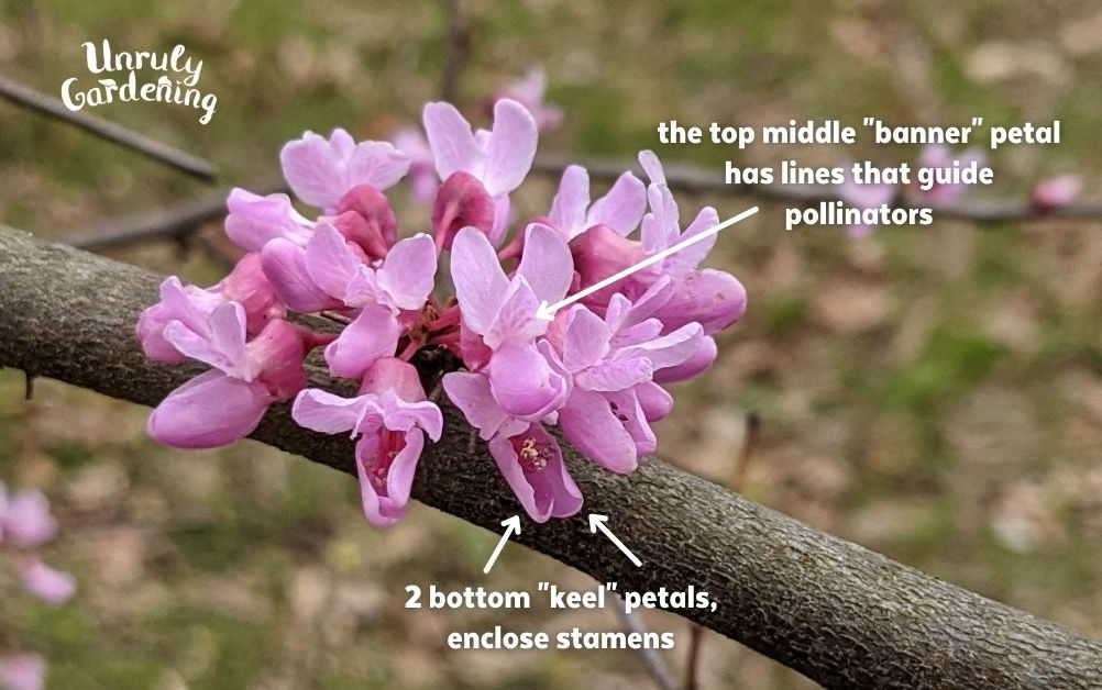 closeup view of redbud flowers