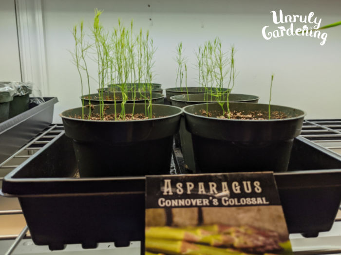asparagus seedlings under grow lights