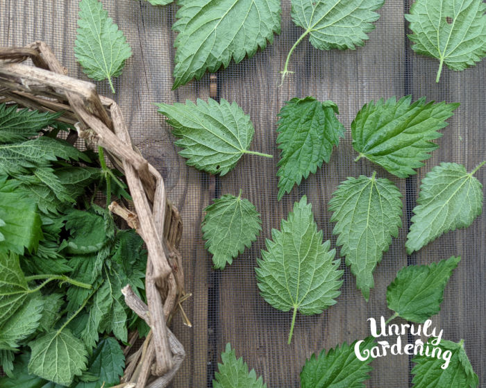 drying stinging nettle leaves on a screen