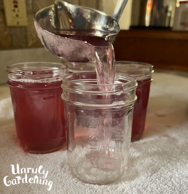 filling violet jelly into canning jars