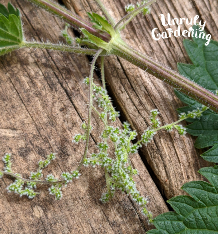 view of white stinging nettle flowers