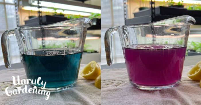 violet tea before and after adding lemon juice