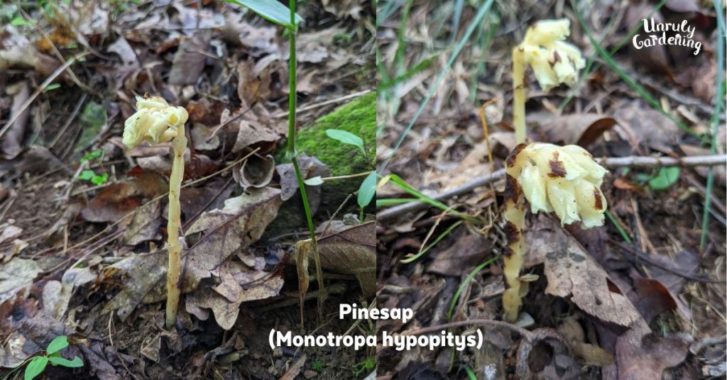 pinesap Monotropa hypopitys is a lookalike for ghost pipe