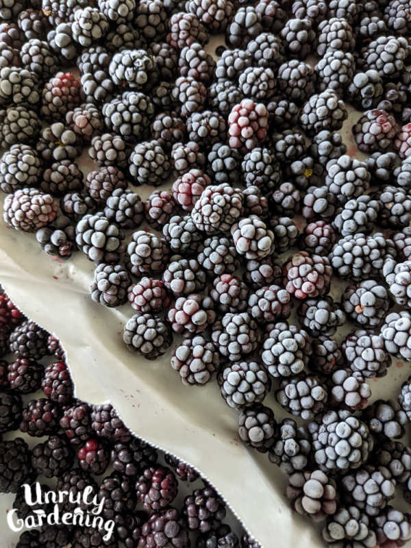frozen blackberries on baking sheets