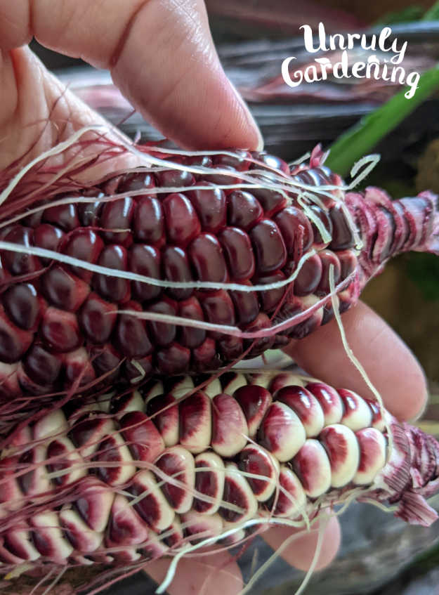 two ears of double red heirloom corn
