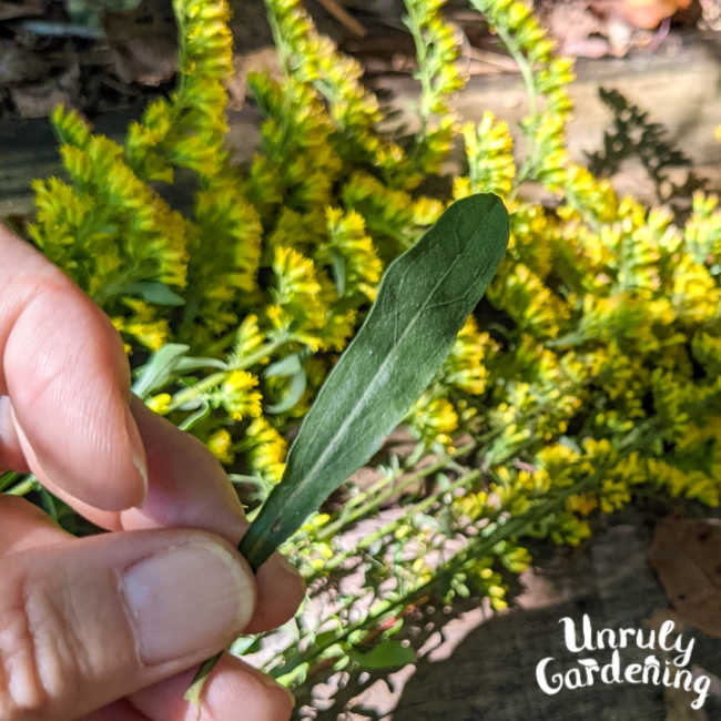 Goldenrod Leaves