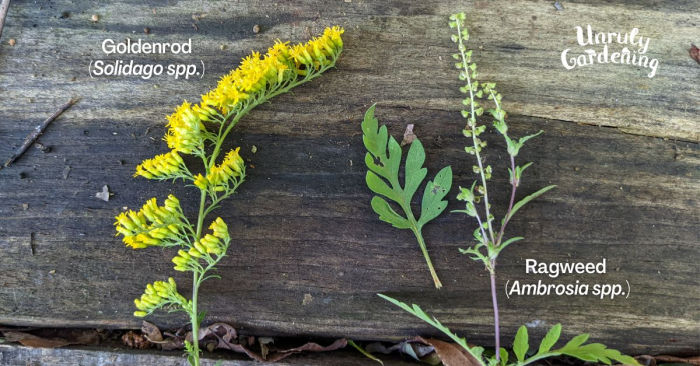 goldenrod versus ragweed differences
